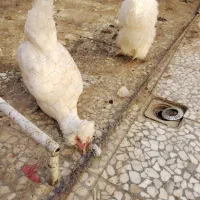 تخم مرغ|خوردنی و آشامیدنی|شاهینشهر, حافظ جنوبی|دیوار