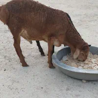 بره قوچ غوچ