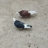 فروش فوری نر و ماده شازده