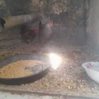 مرغ و خوروس|حیوانات مزرعه|اهواز, منبع اب|دیوار