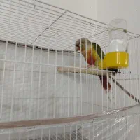 جفت گرینچیک خونگی|پرنده|بیرجند, |دیوار