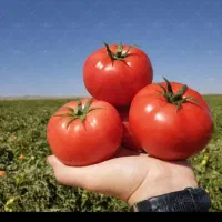 گوجه قوچان