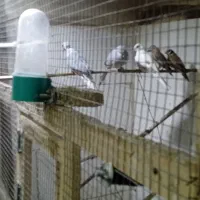 پرنده چینی|پرنده|بهبهان, |دیوار