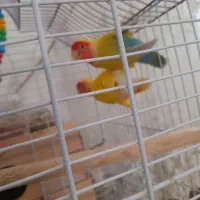 طوطی برزیلی|پرنده|بکتاش, |دیوار