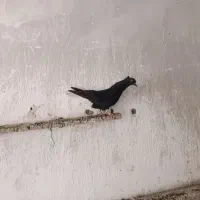 جوجه دم سفید