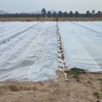 کاور ضد سرما سیب زمینی