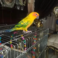 یه جفت خورشیدی سانکانور نر وماده|پرنده|اصفهان, مهرآباد|دیوار