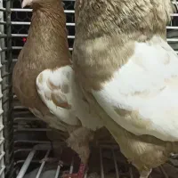 کبوتر سینه