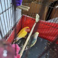 طوطی بزیلی رنگ خاص|پرنده|بروجرد, |دیوار