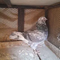 کفتر سرور و سبز