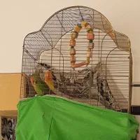 یک جفت طوطی برزیلی مولد  به همراه قفس وسایرلوازم