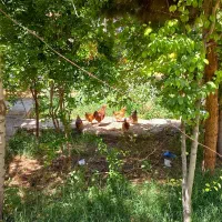 خانه باغ ویلا بازسازی شده پلاک ۱|فروش خانه و ویلا|تربت‌حیدریه, پائین ولایت|دیوار