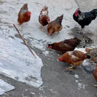 مرغ|حیوانات مزرعه|مراغه, |دیوار