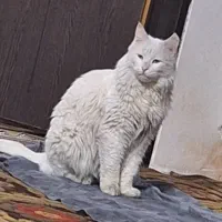 گربه خانگی|گربه|اسلام‌شهر, شهرک قائمیه|دیوار