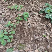 فروش یک قطعه زمین مسکونی