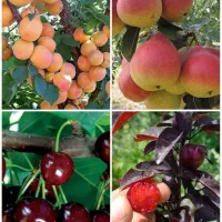 جشنواره فروش نهال و درخت 1تا 4 سال ، در نهالستان