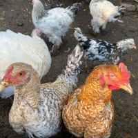 بوقلمون،برهما،مرغ و خروس محلی