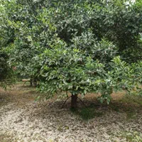 زمین باغ حدود 1000متر/تنکابن/تهاتربا ملک تهران کرج|فروش زمین و ملک کلنگی|تنکابن, |دیوار