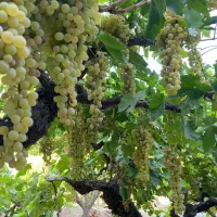باغچه(باغ ویلا)۲۱۶ متری