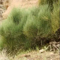 فروش عمده گیاه ریش بز تازه تازه از دل آذربایجان