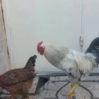مرغ و خروس محلی جوان