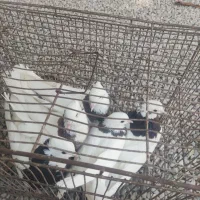 طوقی|پرنده|بندرعباس, |دیوار