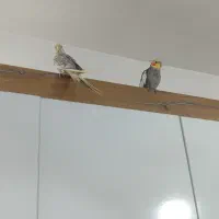 طوطی،عروس هلندی نر و ماده،جفت شده
