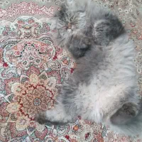 گربه پرشین  نر یکساله نیم