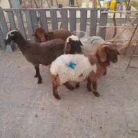 بره نر ماده شیرازی افشار سبک برا نگهداری درجه یک