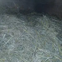 علف سبز بهار|عمدهفروشی|مسجد سلیمان, |دیوار