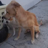 دوتاسگ خارجی اشمیتر.راکسل|سگ|اصفهان, شهرستان|دیوار