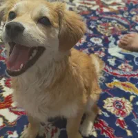 واگذاری رایگان