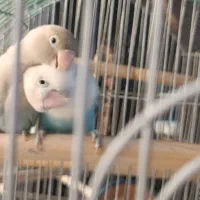 جفت نر و ماده مارال یاسی|پرنده|تهران, عبدل‌آباد|دیوار