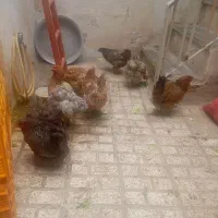 مرغ برهما و گلپایگان ولاری