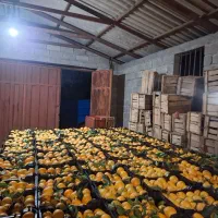 پرتقال تامسون فروشی