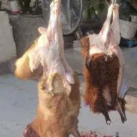 ازگل،ارم،اکبتان فروش گوسفندزنده|حیوانات مزرعه|تهران, استاد معین|دیوار