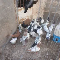 طوقی گیلانده