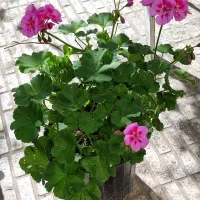 گل شمعدانی|گل و گیاه طبیعی|تبریز, |دیوار