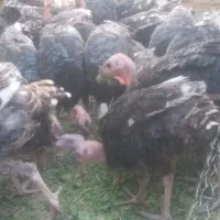 بوقلمون ۶ ماهه
