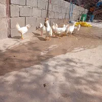 جوجه گلین اصل