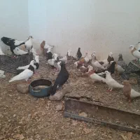 ۲۸.کبوتر.رنگی.