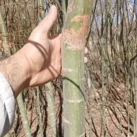 نهال بید|خدمات باغبانی و درختکاری|مبارکه, |دیوار