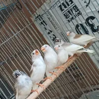 فنچ|پرنده|محلات, |دیوار