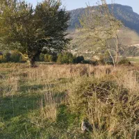 زمین کشاورزی5هکتار