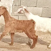 کهره نر چاق