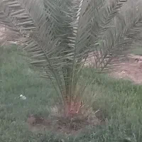فروش