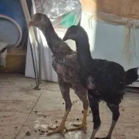 یک جفت جوجه لاری نژاد افغان دنگ بالا