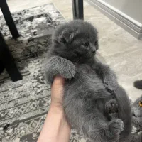 بچه گربه اسکاتیش دبل فولد