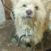 واگذاریک سگ ماده اشپیزتریر خوشگل وناز