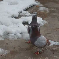 جفت خوب به زمانت|پرنده|تایباد, |دیوار